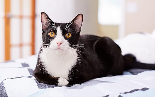 50 Black and White Cat Names That Pet Owners Will Love | Better Homes & Gardens