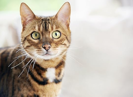 2019's Most Popular Cat Names Revealed