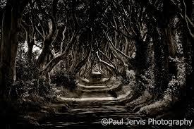 dark forest drawing - Google zoeken | Tourisme, Voyage