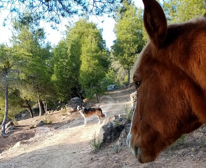 La imagen tiene un atributo ALT vacío; su nombre de archivo es daimones.jpg