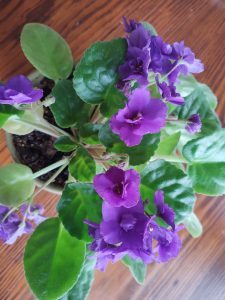 Image: African Violet