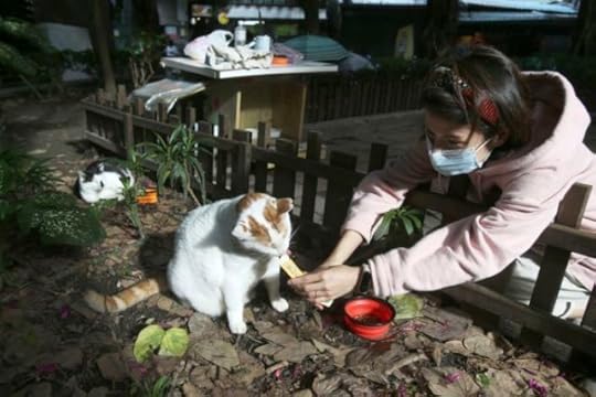 taiwan-cat-cafeteria