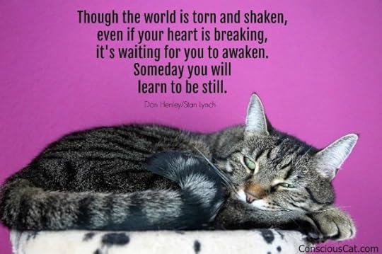 cat-resting-meditating