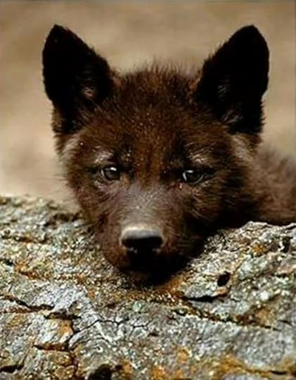 Hey, I'm cute! | Baby wolves, Wolf pup, Wolf dog