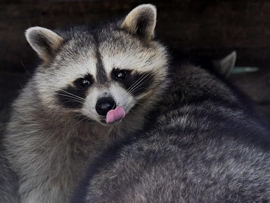 Raccoon Removal
