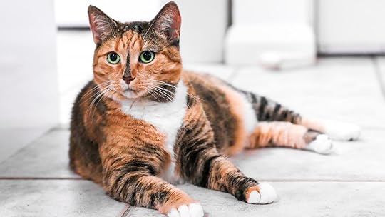 Tortoiseshell Cat Facts and Pictures
