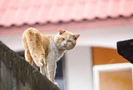 Old male cat — Stock Photo © weerapat #114701202