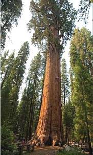 General-Sherman-Tree