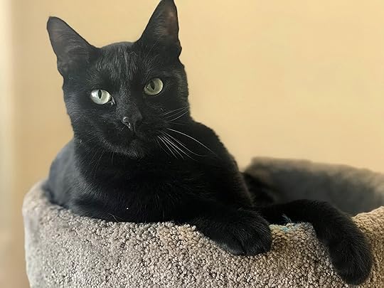 Alfie is an elegant and sweet black cat – Orange County Register
