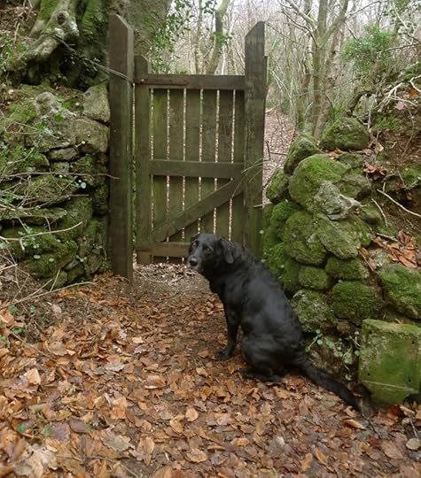 Woodland gate