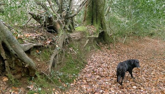 Woodland wall