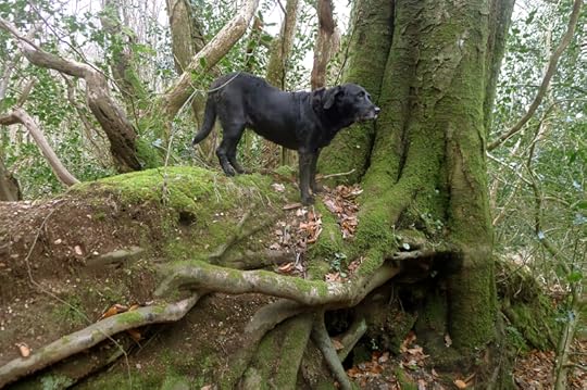 Woodland roots