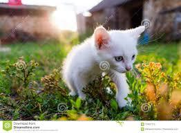 A Beautiful White Kitten Is Walking On The Grass, In The Rays Of The Sun Stock Image - Image of kitty, cute: 124627719