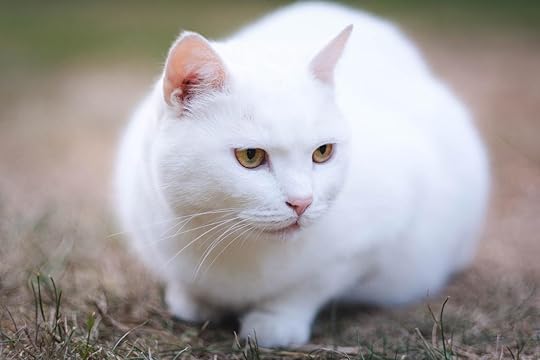 20 White Cat Breeds - Blue Eyes, Green Eyes- A Complete List!