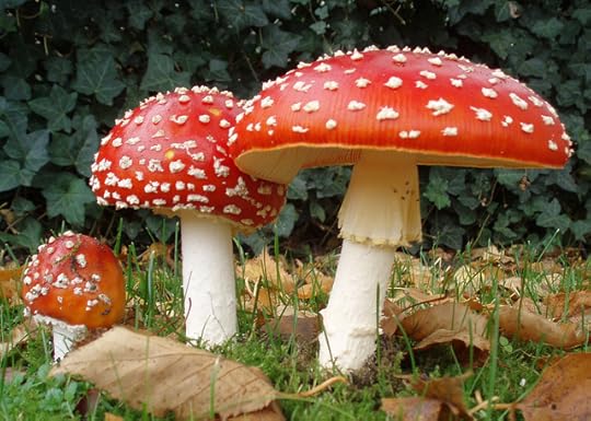 2006-10-25-Amanita-muscaria-crop