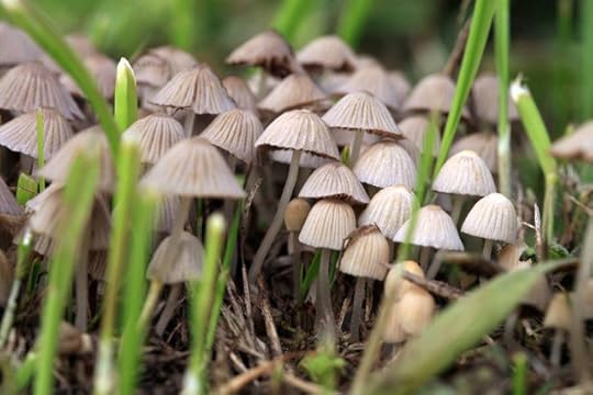 psilocybin-mushrooms-092618