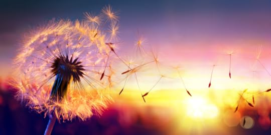 Dandelion with seeds blowing in sunset