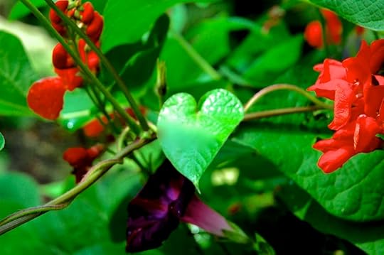Heart shaped leaf of a scarlet runner bean