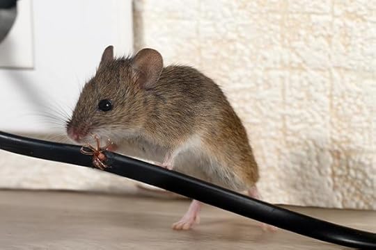 Roanoke Rat Control