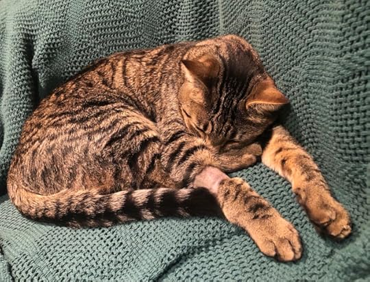 Tabby cat tucked up on a green sofa throw, displaying a shaved foreleg that looks oddly like he's wearing a single Ugg boot