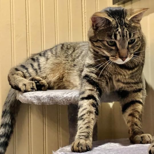 Tabby cat on the top shelf of a kitty condo