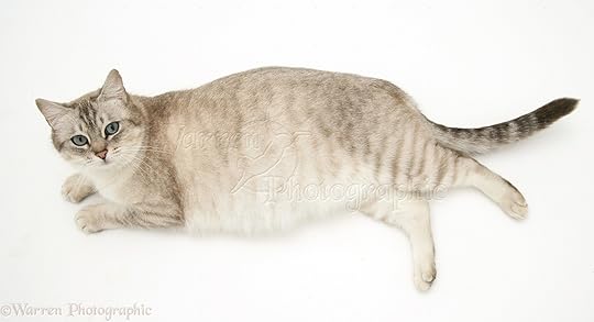 Pregnant cat photo WP28984