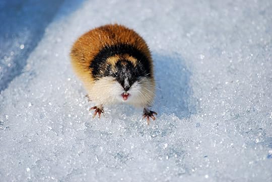 lemming in the snow