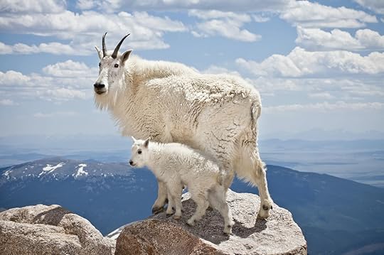 A pair of mountain goats