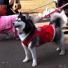 Dogs dressed in schoolgirl uniforms at Yoyogi Park