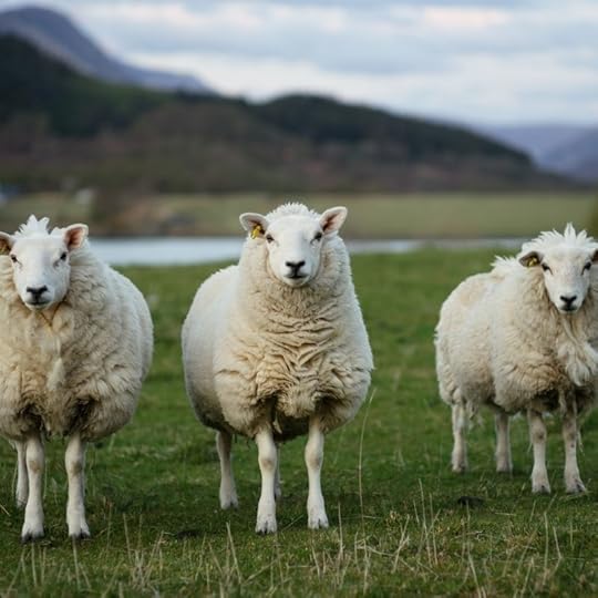 Bestselling author Sharon Wray on The Hungry {Romance} Writer blog with a recipe for Orange Cranachan, the perfect ending to a Burns Supper, just in time to celebrate Robert Burns’ birthday on January 25.