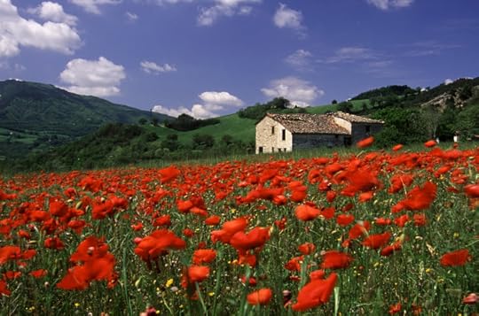 poppy field, poppies, Tuscan poppies - Italian Indulgence Italian Indulgence