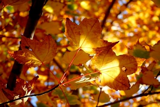 Autumn Leaves