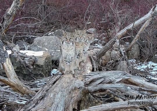 mike-mayou-bobcat-photos