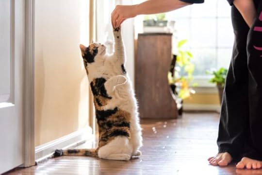 clicker-training-cat