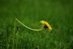 Broken but not broken stock image. Image of dandelion - 14704267