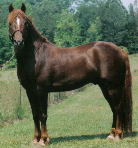 Morgan Colors- Your Information Station for Morgan Color Genetics and Color History