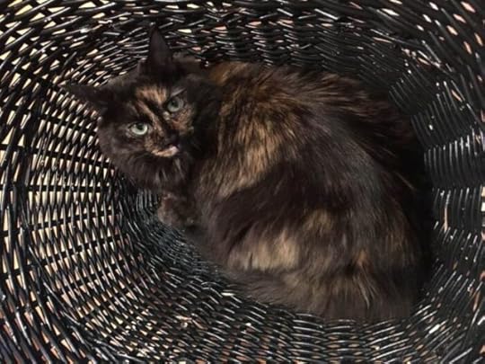 tortoiseshell-cat-basket