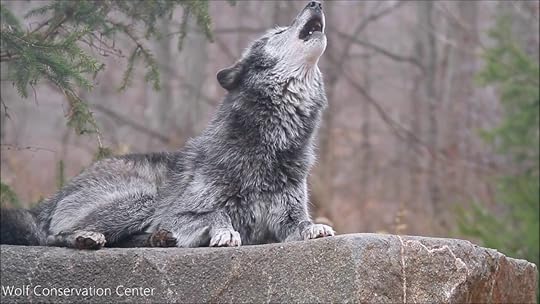 Beautiful Black Wolf Howls - YouTube