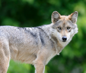 6 Fascinating Things You Didn't Know About Wolves