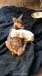 deer.png