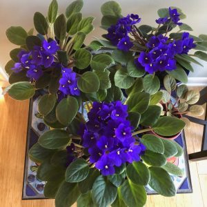 African violets