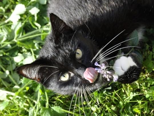 why-do-cats-like-catnip