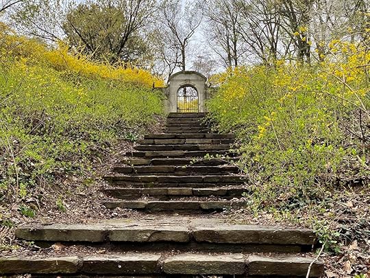 forsythia steps in Dumbarton Oaks Park