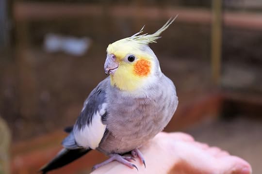 cockatiel-2.jpg (1024×680)