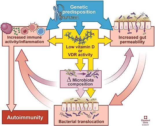 vitamin D deficiency may contribute to autoimmune disease