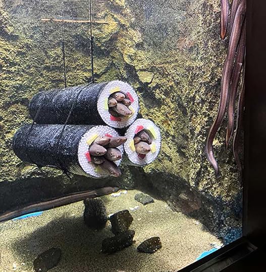Live eel sushi rolls