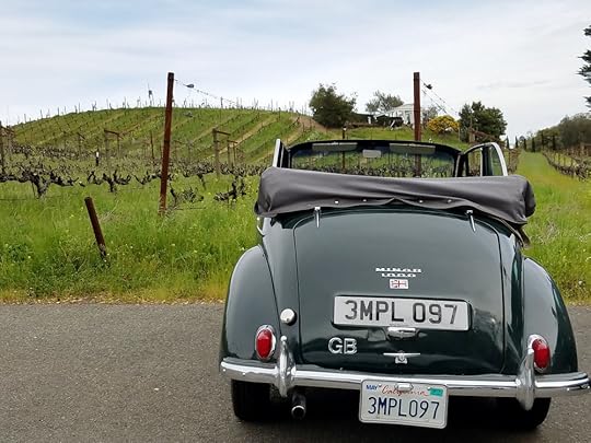 Racing green 1950's Morris Minor 1000 convertible, among the vineyards.