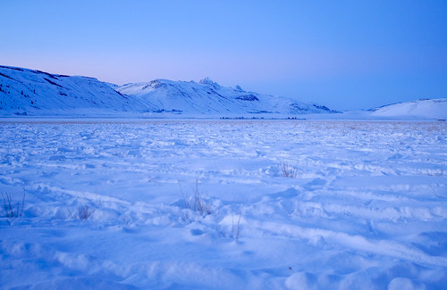 Story in the Snow at the National Elk Refuge, Wyoming