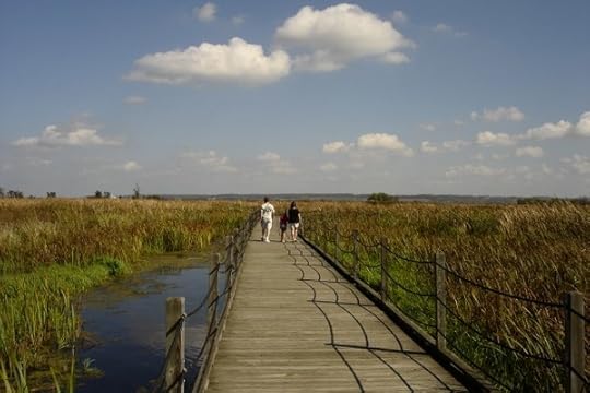 horicon-marsh-boardwalk