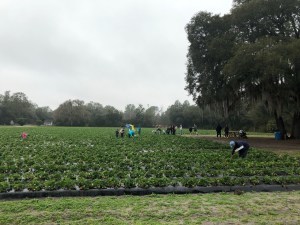 u-pick strawberries